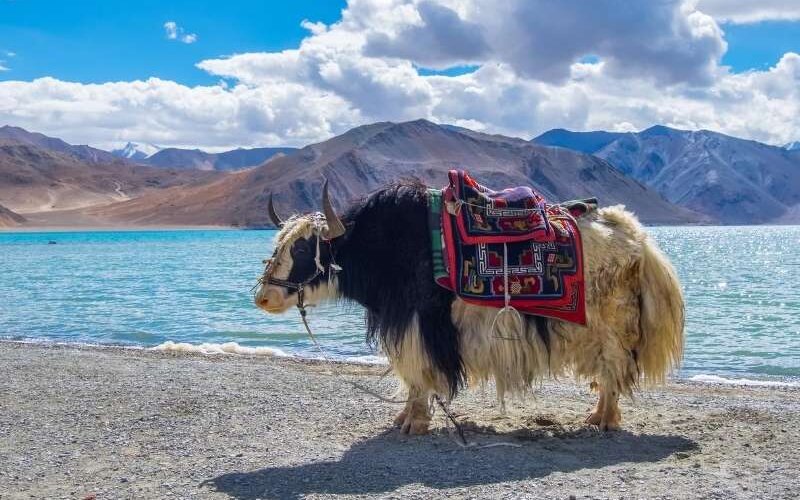 Read more about the article Magical Ladak Tour