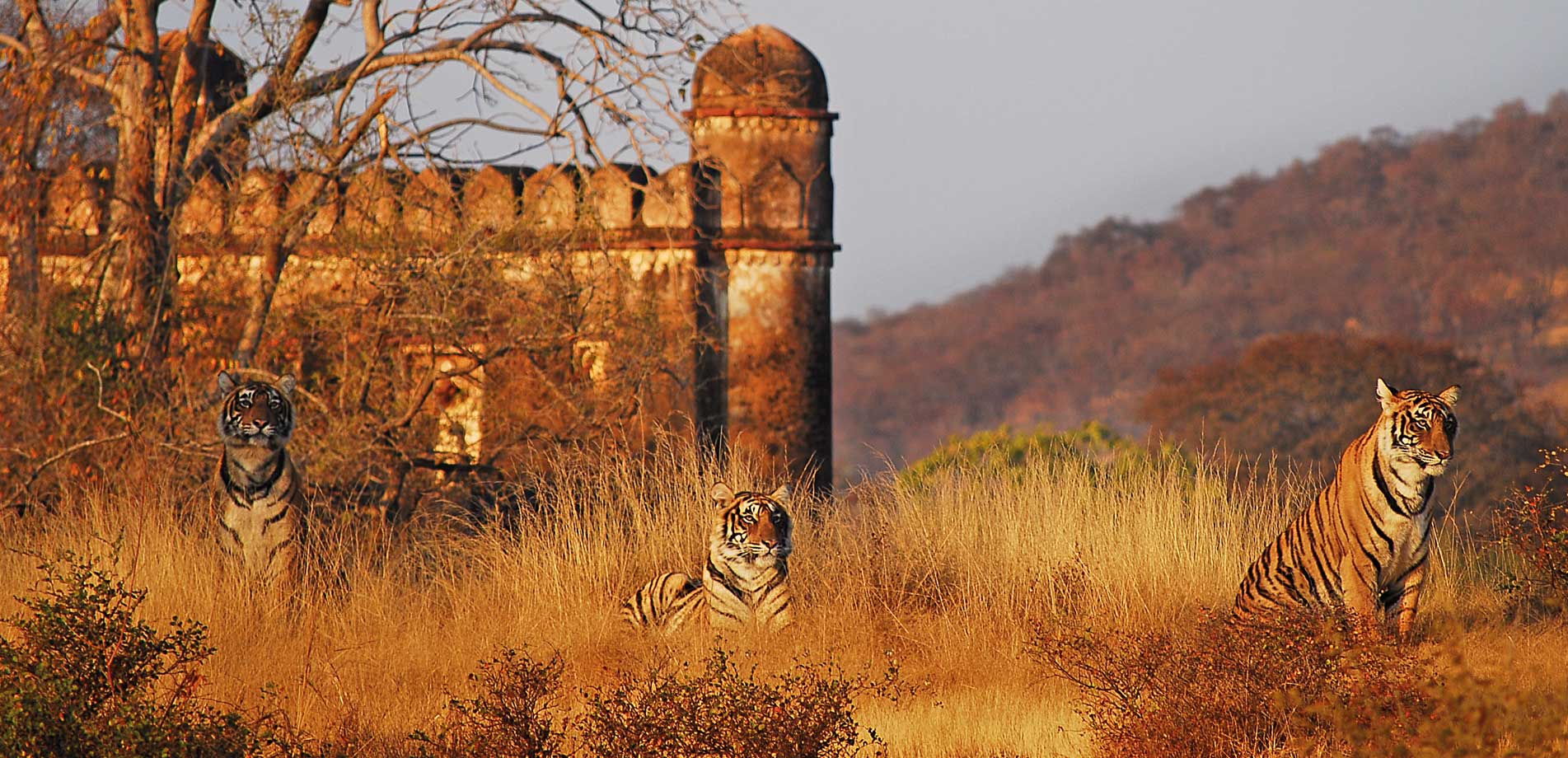 Read more about the article India Wildlife Tour